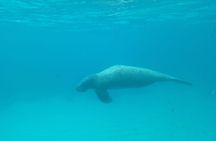 Caye Caulker 3 Stops Belize Barrier Reef Snorkeling Adventure