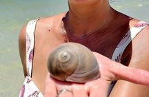 Naples Keewaydin Shelling Dolphin and Beach Tours