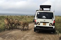 Nairobi's Wild Safari, Elephant Orphanage & Giraffe Centre 