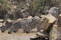 Nairobi's Wild Safari, Elephant Orphanage & Giraffe Centre 