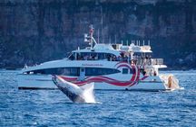Sydney Harbour Whale Watching Experience