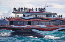 Sydney Harbour Whale Watching Experience