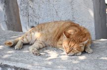 For Cruisers: Garfield & Cats of Ephesus Tour with LUNCH