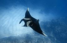 Custom Private Boat Tour with Snorkeling at Catalinas & much more