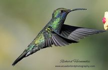 Ecuador Birds Tour & Mindo Cloud Forest - by Richard Hernandez