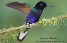Ecuador Birds Tour & Mindo Cloud Forest - by Richard Hernandez
