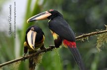 Ecuador Birds Tour & Mindo Cloud Forest - by Richard Hernandez