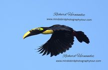 Ecuador Birds Tour & Mindo Cloud Forest - by Richard Hernandez