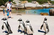Cape Point, Cape of Good Hope & Boulders Beach Penguins Day Tour
