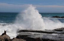 Scenic South Wairarapa Full Day Tour from Wellington