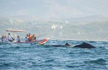 Dolphin and Whale Watching Boat Trip in Puerto Escondido