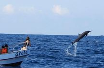 Dolphin and Whale Watching Boat Trip in Puerto Escondido