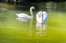 Lake Austin Scenic History Tour 2-Hour, Fully Shaded, All Ages