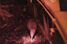 Skip the Line: Franz Josef Wildlife Center Ticket with Optional Backstage Pass