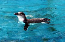 Skip the Line: Franz Josef Wildlife Center Ticket with Optional Backstage Pass