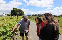 Private Wairarapa Wine Delights Tour from Wellington