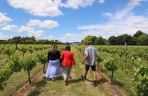 Private Wairarapa Wine Delights Tour from Wellington