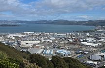 Wellington Native Bush Walking Tour