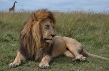 Maasai Mara 3 Day Safari Adventure