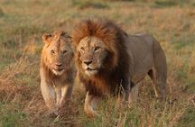 3-Day Maasai Mara Wildlife Explorer