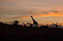 3-Day Maasai Mara Wildlife Explorer