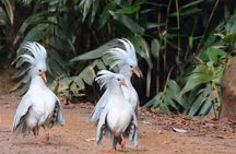 Explore the Wonders of New Caledonia from Noumea Cruise Terminal