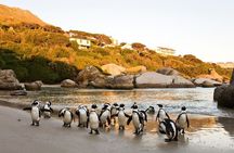 Cape Peninsula Full Day Tour with Penguins and Ocean Views