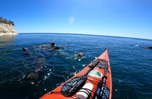 Kayak Paddling Experience with Sea Lions in Puerto Madryn