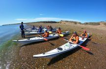 Kayak Paddling Experience with Sea Lions in Puerto Madryn
