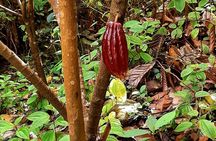 Discover Mauritian cocoa!