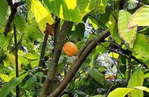 Discover Mauritian cocoa!