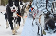 Ultimate Combo! Husky Safari & Reindeer Sleigh Ride