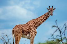 3-Day Family Safari in Serengeti and Ngorongoro