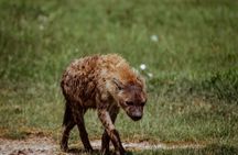 3-Day Family Safari in Serengeti and Ngorongoro