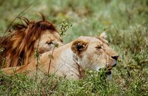 3-Day Family Safari in Serengeti and Ngorongoro