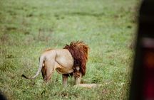 3-Day Family Safari in Serengeti and Ngorongoro