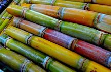 Taste of Grenada: Rum Hopping & Lunch
