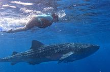 Private Whale Shark Adventure in Isla Mujeres and Cancun