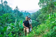 Banana Bliss Plantation Coffee Medicinal and Waterfall Tour