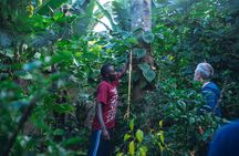 Banana Bliss Plantation Coffee Medicinal and Waterfall Tour