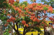 Nevis Island Historical Private Tour