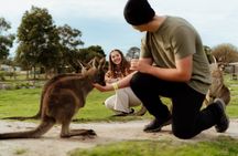 Melbourne: Penguin Parade , Koala & Brighton Bathing Boxes