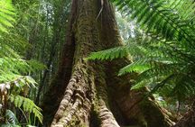 Hobart: Waterfalls, Wilderness & Wildlife - Active Day Tour
