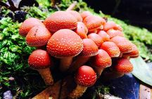 Hobart: Waterfalls, Wilderness & Wildlife - Active Day Tour