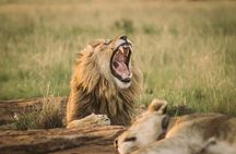 Nairobi National Park Half Day Guided Tour