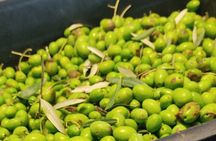 Perugia Olive Oil Tasting and Mill Guided Visit
