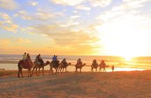 Camel Ride with Tequila Tasting and Lunch in Los Cabos