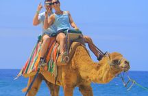Camel Ride with Tequila Tasting and Lunch in Los Cabos