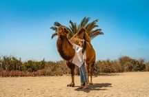 Camel Ride with Tequila Tasting and Lunch in Los Cabos