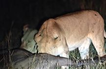 3-Day Private Family Safari Experience with Comfort for Children